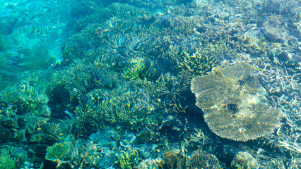 Looking at colorful, healthy coral reef through crystal clear water in ocean at popular diving destination of Raja Ampat, West Papua, Indonesia