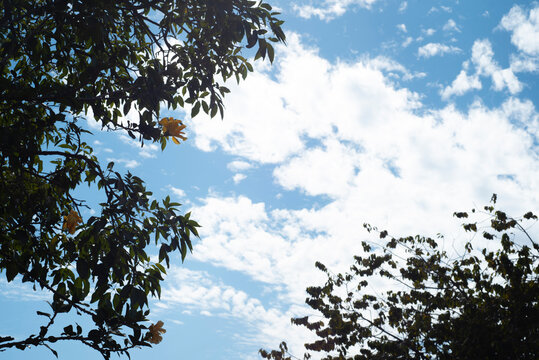 Wallpaper. Ramas de arbol de Níspero con un cielo azul de fondo, abundante en nubes.