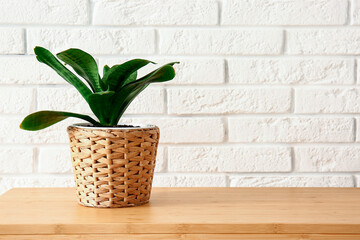 Green houseplant on shelf near white brick wall