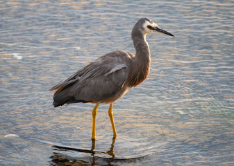 White-faced heron (Egretta novaehollandiae) wading at sunset