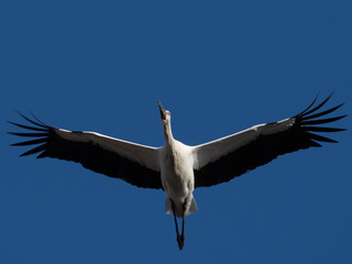 飛翔するコウノトリ