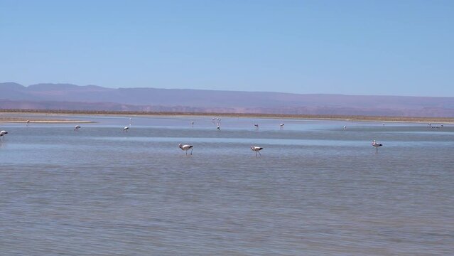 Beautiful footage of the Chilean pink flamingo in natural habitat at Atacama - Calama - Antofagasta Dessert and Salar