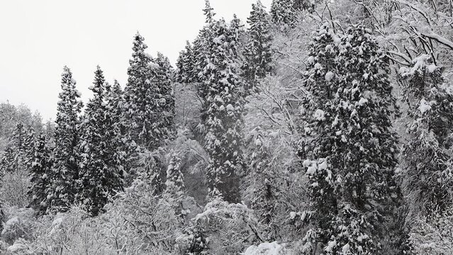 山と森林に降る雪　冬の風景　イメージ
