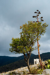 Naturaleza. Carboles sobre montaña, con una pequeña construccion irreconocifle al fondo, con montañas de fondo con uncielo nublado.