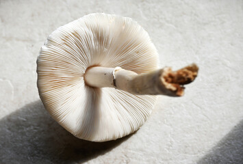 Mushroom on the Floor