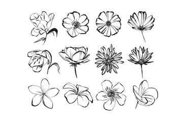 Flower Hand Drawn Doodle Illustration Collection