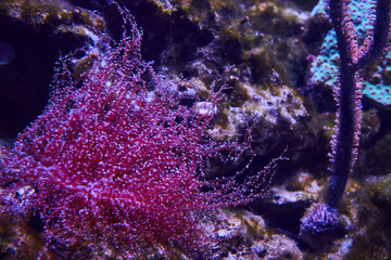 Ethereal Purple Soft Coral and Blue Spotted Sea Rod Underwater Scene