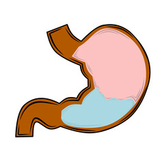 Healthy stomach vector icon, on white background, digestion vector icon