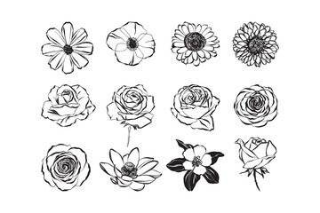 Flower Hand Drawn Doodle Illustration Collection