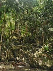 Forest in the mountain