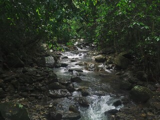 Obraz premium Mountain river in the forest