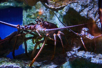 Spiny Lobster in Rocky Underwater Habitat, Close-Up View