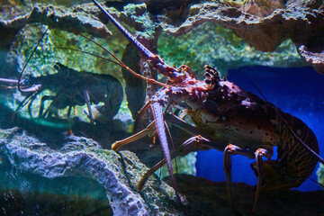 Speckled Lobster in Underwater Habitat with Rocky Terrain
