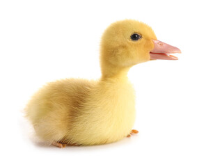 Cute duckling on white background