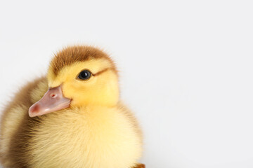 Cute duckling on grey background
