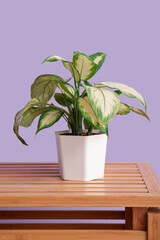 Green houseplant on table near lilac wall