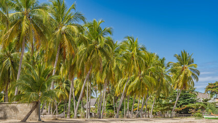 A row of tall coconut palms on a sandy beach. Cottages are visible behind the trunks. Clear blue...