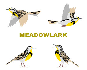 ニシマキバドリのベクターイラスト