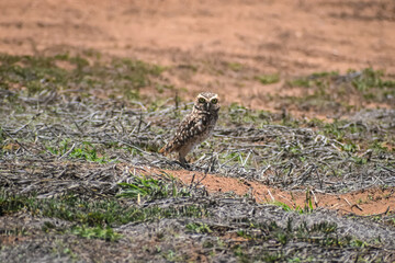 Aruban Shoco Owl (Burrowing Owl)