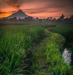 views of mountains and rice fields with irrigation at sunrise