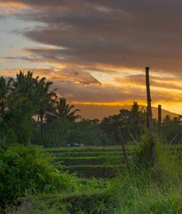 rice fields or plantations in the countryside