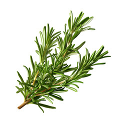 fresh rosemary plant isolated on white background