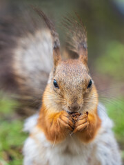 Squirrel eats a nut while sitting in green grass. Eurasian red squirrel, Sciurus vulgaris
