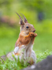 Close-up Portrait of Squirrel. Squirrel eats a nut while sitting in green grass.
