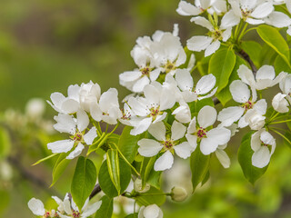 White blossoming apple trees. White apple tree flowers