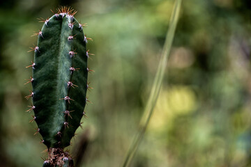 The plump and spiky spines of Cereus Peruvianus cactus