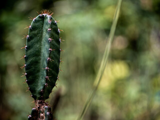 The plump and spiky spines of Cereus Peruvianus cactus