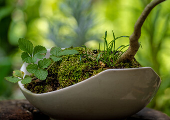 Small tree setting put it in a small pot as a mini bonsai - 706156724