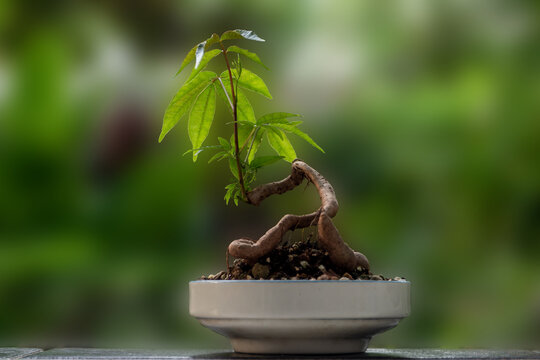 Small tree setting put it in a small pot as a mini bonsai