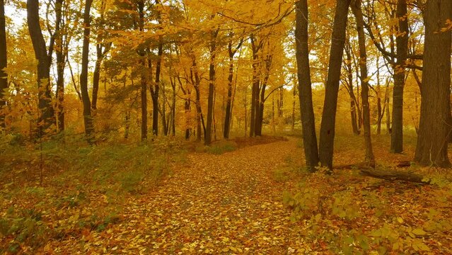 Hiking through the forest in the middle of autumn.