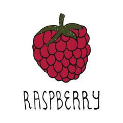 Illustration of hand drawn raspberries.Vector.