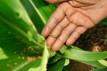 Damaged leaves from stem borer caterpillar © Paveena
