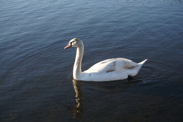 コブハクチョウ