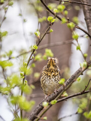 A fieldfare chick, Turdus pilaris, has left the nest and is sitting on a branch. A chick of fieldfare sitting and waiting for a parent on a branch.