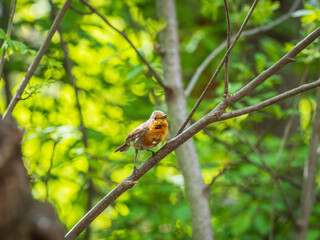 European Robin, Erithacus rubecula, song bird sits on tree in the spring forest or park