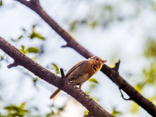 European Robin, Erithacus rubecula, song bird sits on tree in the spring forest or park