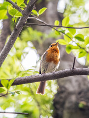 European Robin, Erithacus rubecula, song bird sits on tree in the spring forest or park