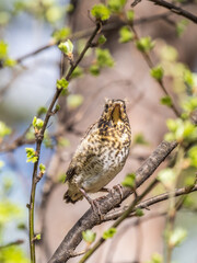 A fieldfare chick, Turdus pilaris, has left the nest and is sitting on a branch. A chick of...