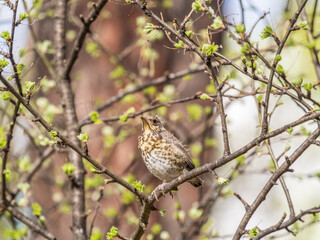A fieldfare chick, Turdus pilaris, has left the nest and is sitting on a branch. A chick of fieldfare sitting and waiting for a parent on a branch.