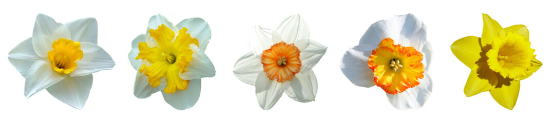 collection of daffodil isolated on white 