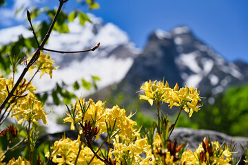 Rhododendron Ponticus bloom in the Caucasus mountains