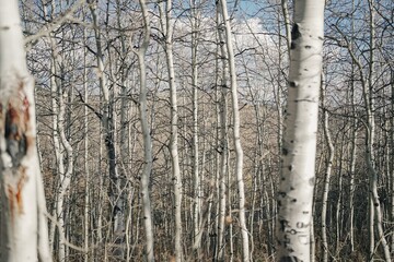 Fototapeta premium birch bark background