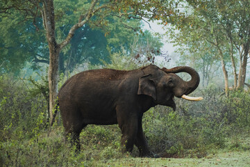 Majestic Elephant in Vibrant Jungle
