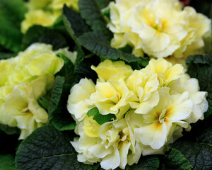 Primrose flowers. Spring flowers.