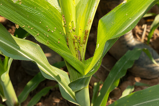 Damaged leaves from stem borer caterpillar