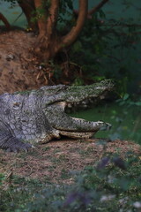 big mugger or marsh or fresh water crocodile (crocodylus palustris) resting on the bank of river
